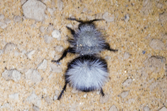 Dasymutilla nocturna