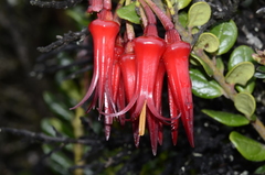 Ceratostema alatum