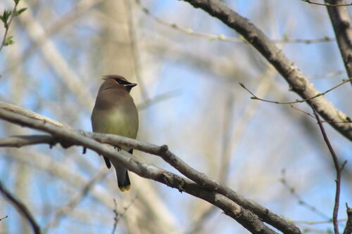 Cedar Waxwing photographed in North Dakota