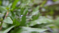 Agriocnemis femina oryzae