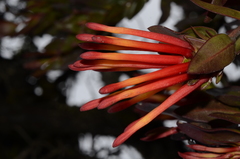 Tristerix longibracteatus