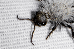 Dasymutilla nocturna