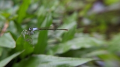 Agriocnemis femina oryzae