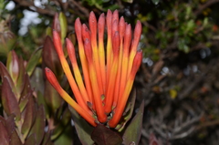 Tristerix longibracteatus
