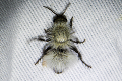 Dasymutilla nocturna