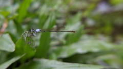 Agriocnemis femina oryzae