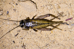 Gryllus multipulsator