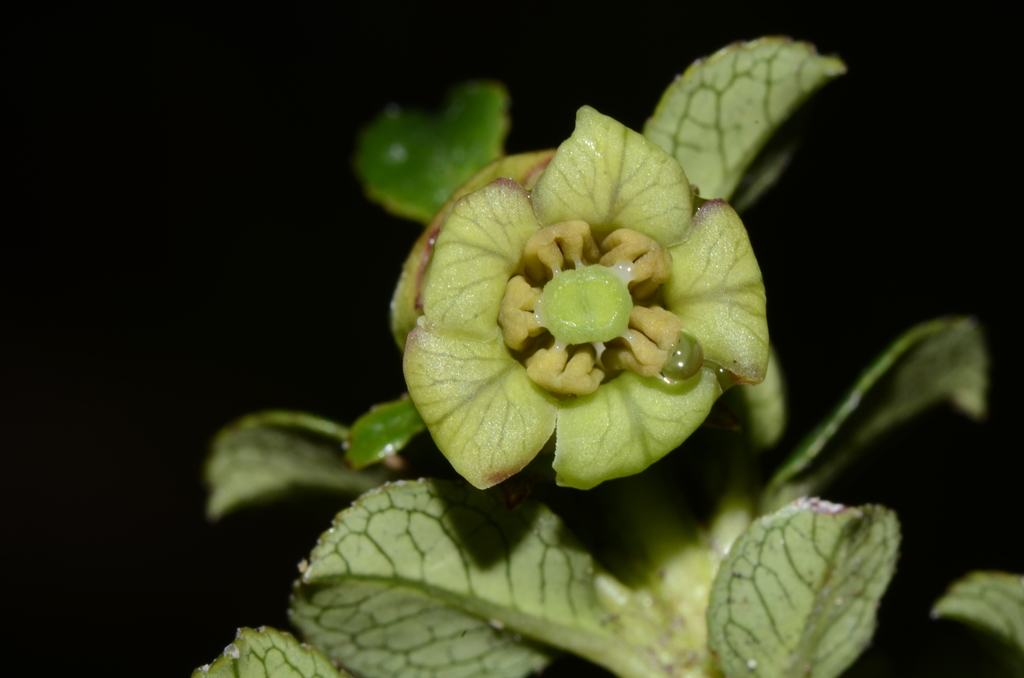 Escallonia myrtilloides