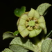 Escallonia myrtilloides - Photo 由 jorgebrito 所上傳的 (c) jorgebrito，保留部份權利CC BY-NC