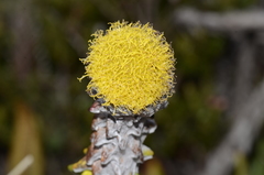 Lasiocephalus ovatus