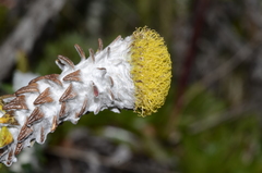 Lasiocephalus ovatus