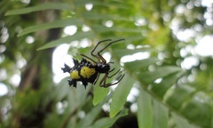 Micrathena lepidoptera