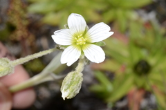 Cerastium floccosum