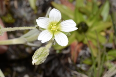 Cerastium floccosum