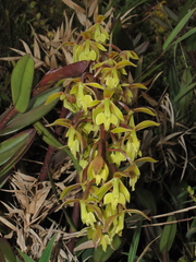 Epidendrum melanoxeros