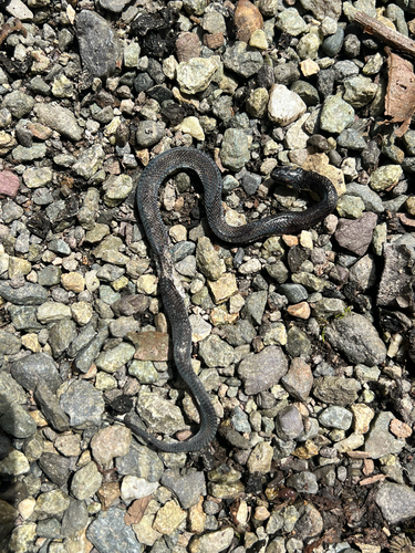 ZGAP Ground Snake., Atractus zgap