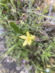 Triteleia ixioides scabra