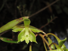 Epidendrum melanoxeros