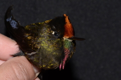 Chalcostigma herrani