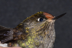 Chalcostigma herrani