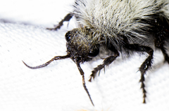 Dasymutilla nocturna