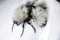 Dasymutilla nocturna