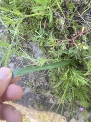 Triteleia ixioides scabra