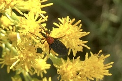 Dilophus pectoralis