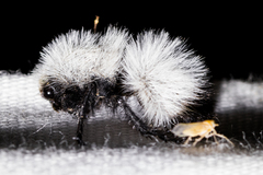 Dasymutilla nocturna