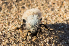 Dasymutilla nocturna