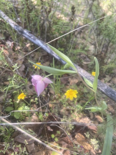 Purple fairy-lantern (Calochortus amoenus)