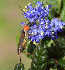 Callimoxys fuscipennis