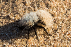 Dasymutilla nocturna