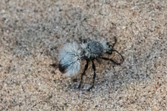 Dasymutilla nocturna