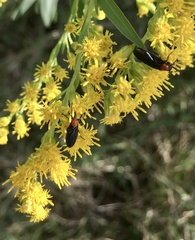 Dilophus pectoralis