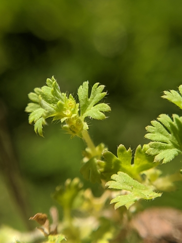 Image of Alchemilla occidentalis by no rights reserved