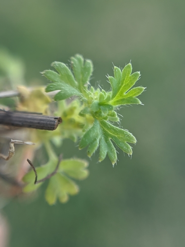 Image of Alchemilla occidentalis by no rights reserved