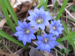 Gentiana zollingeri