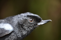 Diglossa lafresnayii