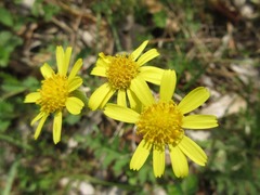 Tephroseris kirilowii