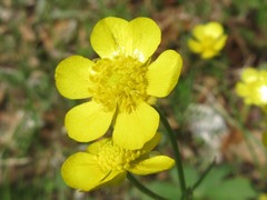 Ranunculus japonicus