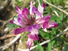 Astragalus sinicus