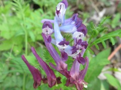 Corydalis incisa