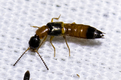 Neobisnius occidentoides