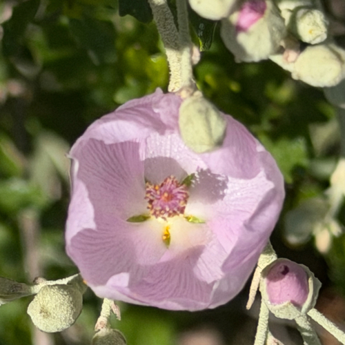iNaturalist observation photo of bushmallows