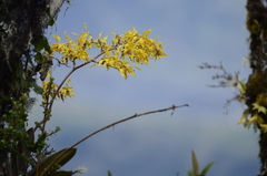 Cyrtochilum pardinum