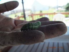 Condicinae