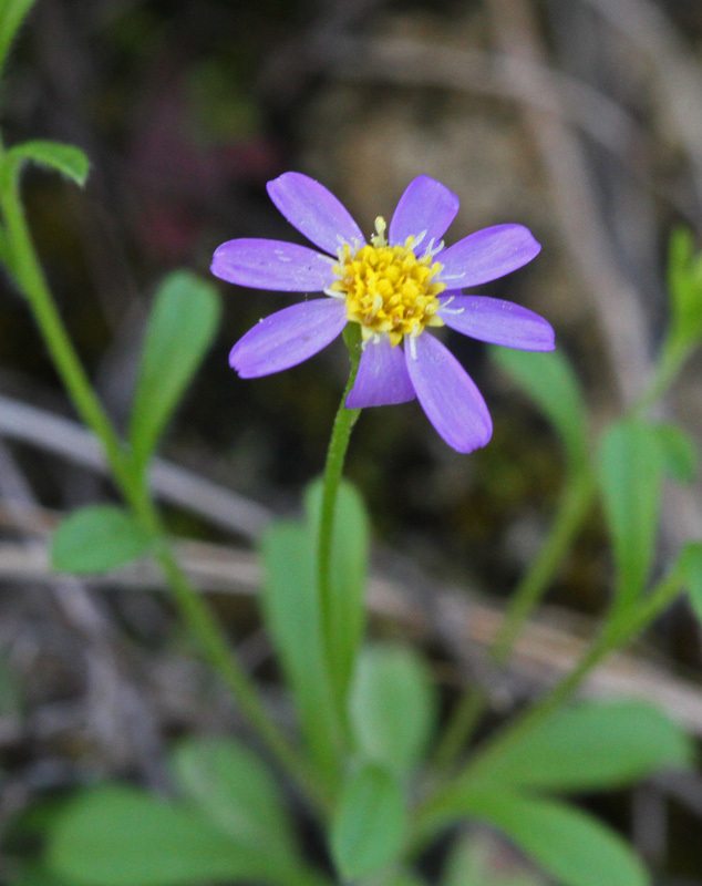 Chaetopappa bellidifolia