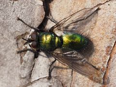 Gymnocheta viridis