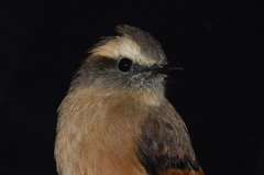Ochthoeca fumicolor